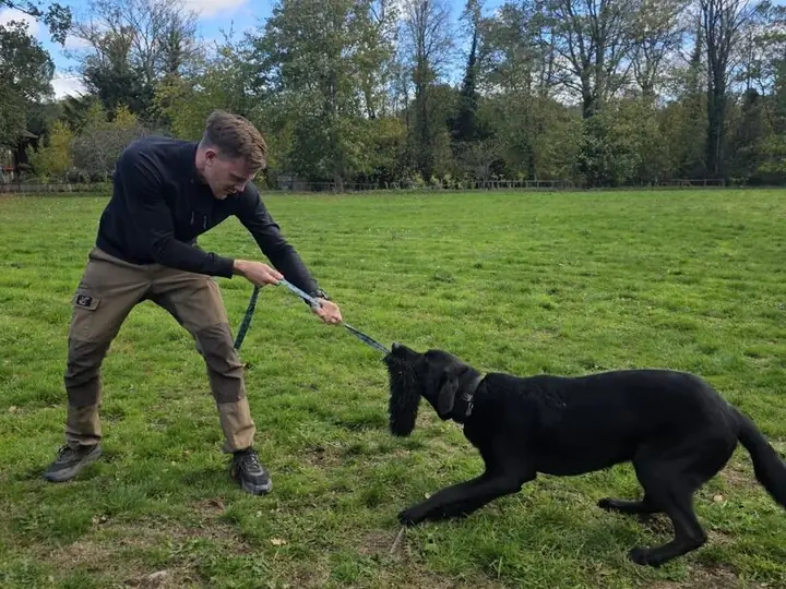 Josh doing engagement and drive work with a dog