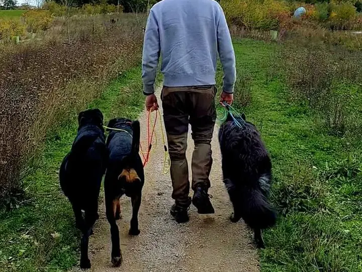 Three dogs walking calmly on loose leads together