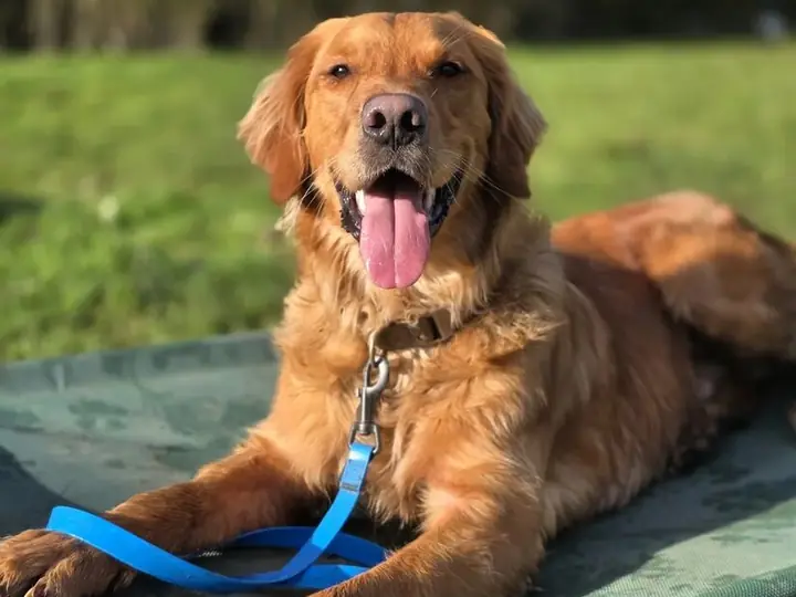 A golden retriever settling calmly outdoors